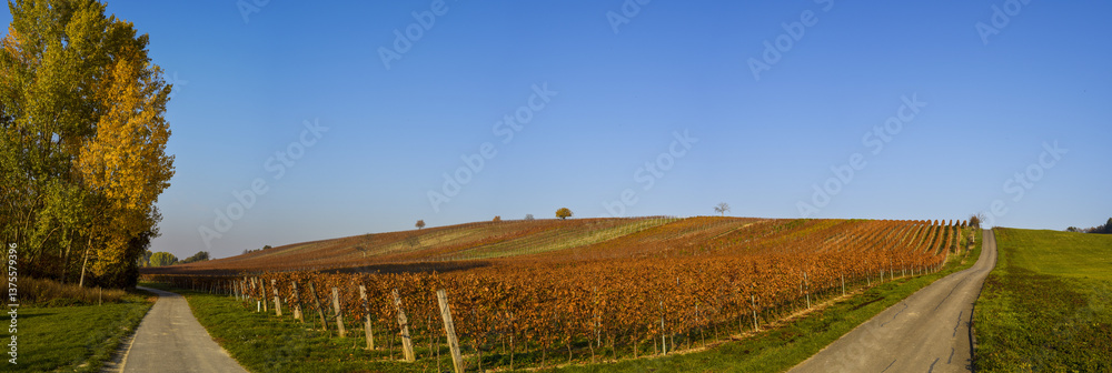 Weinbaugebiet Blaufränkisch Land, Deutschkreutz, Burgenland, Ö