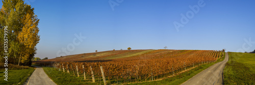 Obraz na płótnie Weinbaugebiet Blaufränkisch Land, Deutschkreutz, Burgenland, Ö w salonie