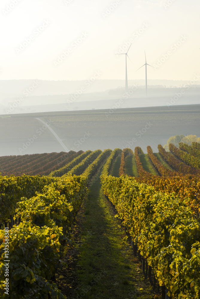 Weinbaugebiet Blaufränkisch Land, Deutschkreutz, Burgenland, Ö