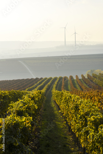 Weinbaugebiet Blaufränkisch Land, Deutschkreutz, Burgenland, Ö