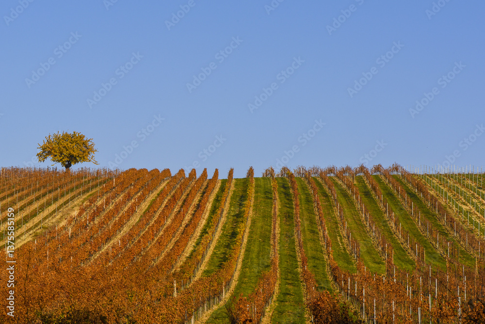 Weinbaugebiet Blaufränkisch Land, Deutschkreutz, Burgenland, Ö