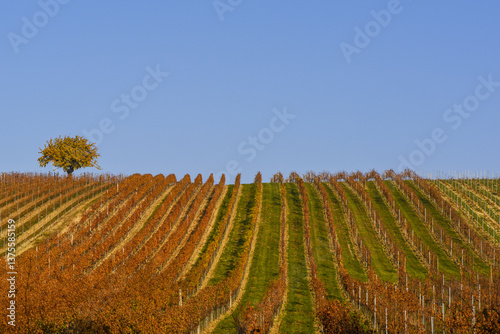 Obraz na płótnie Weinbaugebiet Blaufränkisch Land, Deutschkreutz, Burgenland, Ö w salonie