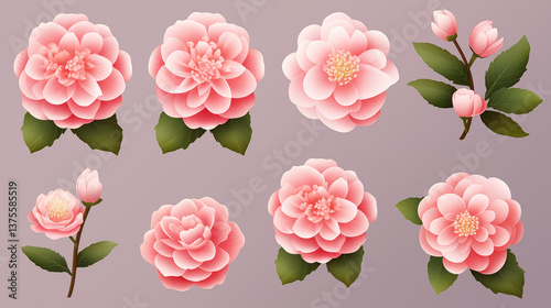 Camellia flowers vector collection isolated on white background, Spring flower season.