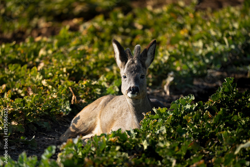 dear in the field