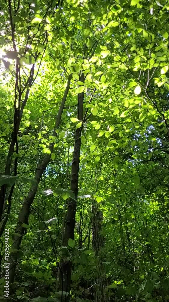branches with leaves in the wood with sunrays branches with leaves in the wood with sunrays