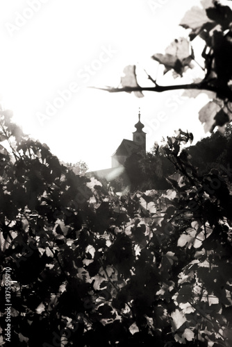 Weinbaugebiet, Donnerskirchen, Leithagebirge, Burgenland, Öster