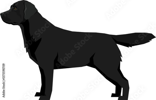 Black Labrador Retriever Vector illustration Isolated object.eps