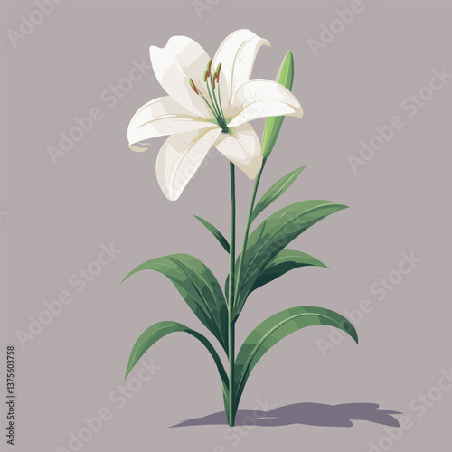 Elegant white lily blooming with fresh green leaves on soft grey background