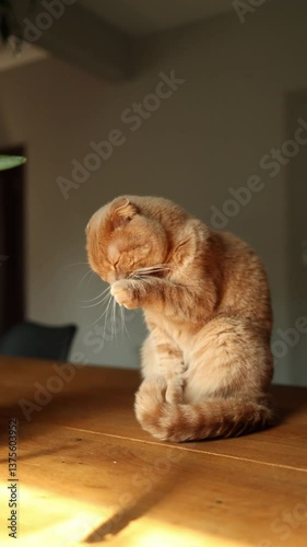 This charming ginger Scottish Fold cat is happily licking itself while exploring a sunny indoor space. The soft light highlights its playful nature next to a beautiful planter.