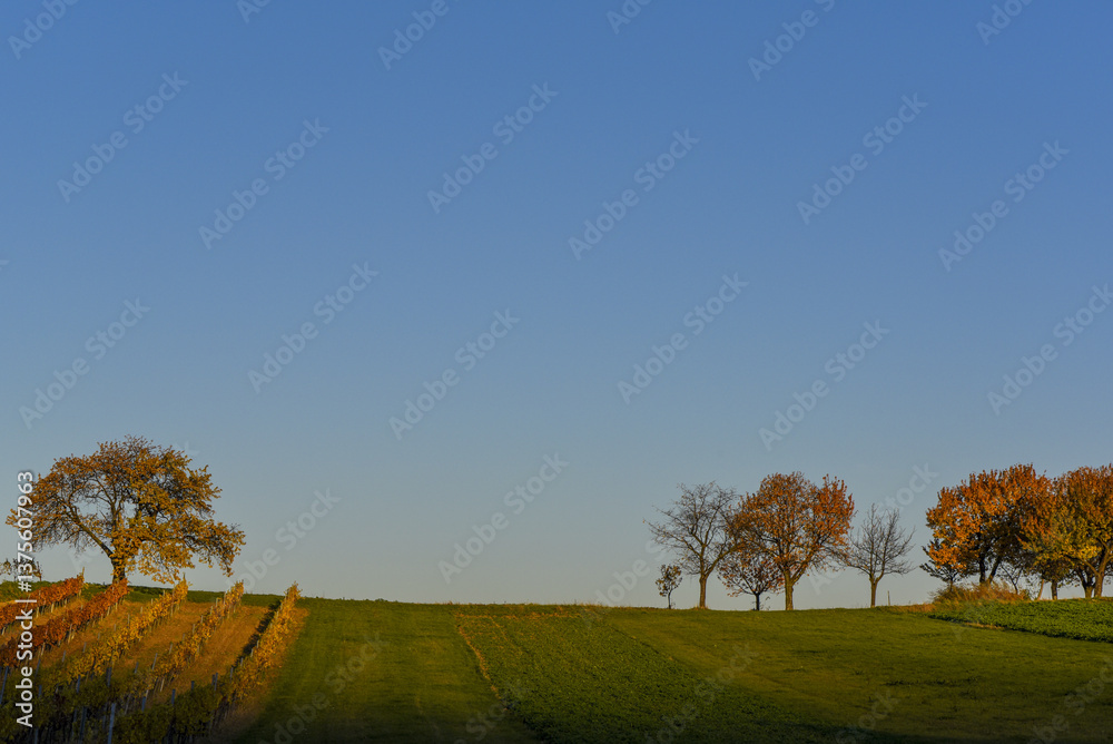 Kirschbaum im Herbst, Forchtenstein, Rosalia, Bucklige Welt, Bur