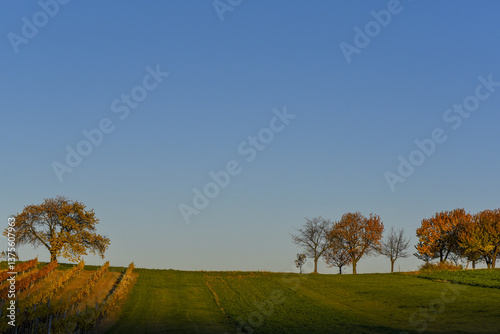 Obraz na płótnie Kirschbaum im Herbst, Forchtenstein, Rosalia, Bucklige Welt, Bur w salonie