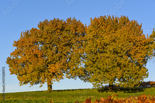Obraz na płótnie Kirschbaum im Herbst, Forchtenstein, Rosalia, Bucklige Welt, Bur w salonie