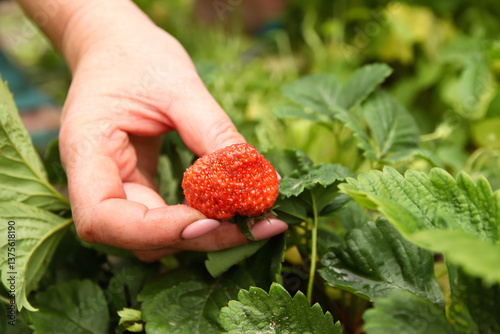 A woman farmer hand holding a strawberry plant in a field, captured in a close-up shot. The image highlights agriculture, organic farming, and harvesting