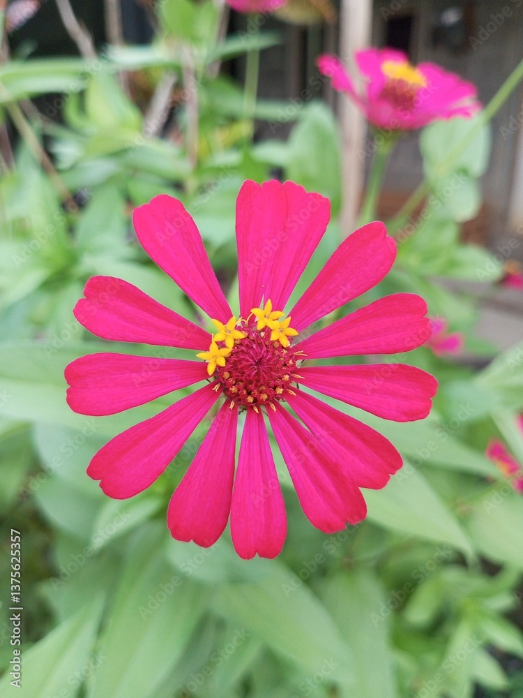 Obraz premium bunga kertas merah ditaman