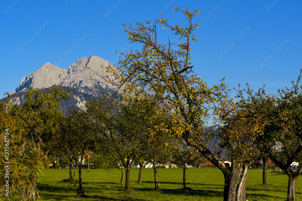 Apfelbaum, Hall, Ennstal, Steiermark, Österreich, 2015