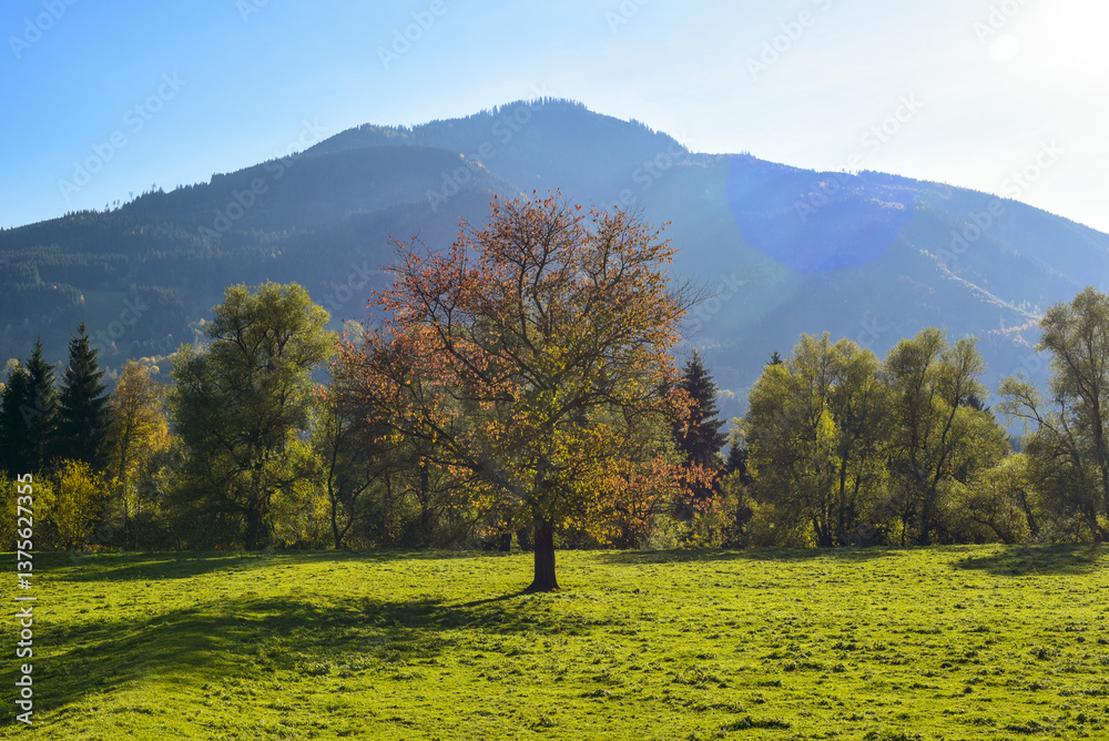 Kirschbaum, Hall, Ennstal, Steiermark, Österreich, 2015