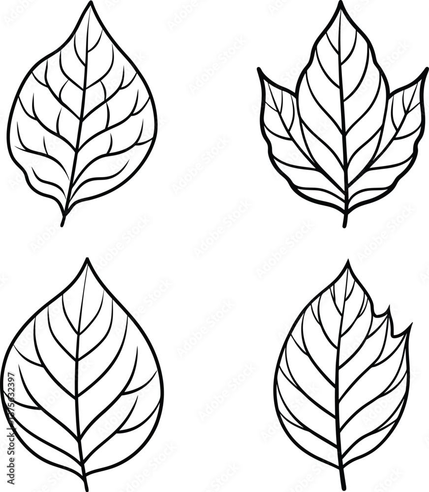 Fototapeta premium set of leaves