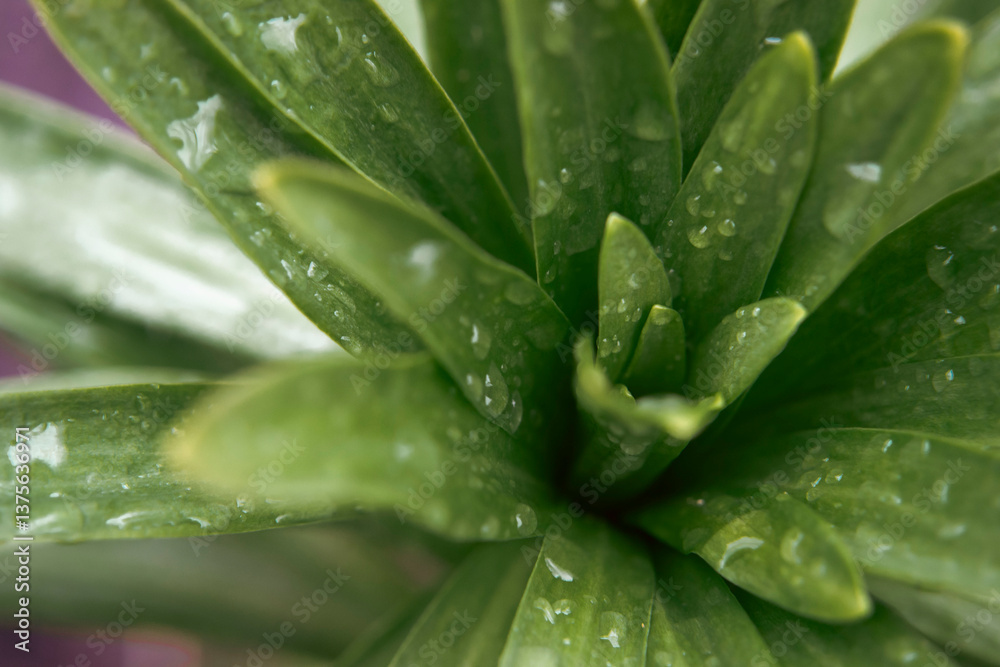 Green macro foliage with morning rain dew drops, close up plant leaves Green macro foliage with morning rain dew drops, close up plant leaves