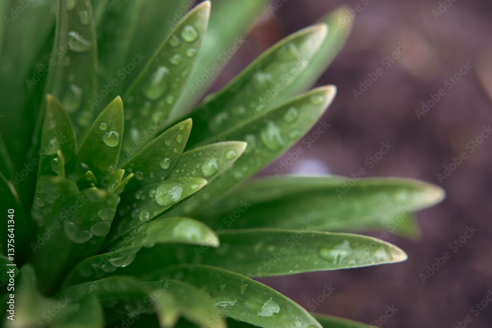 Green macro foliage with morning rain dew drops, close up plant leaves Green macro foliage with morning rain dew drops, close up plant leaves