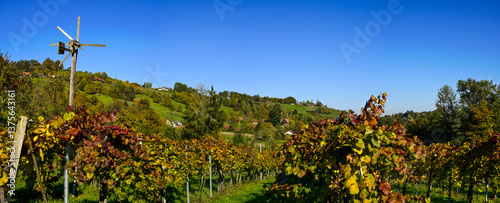 Obraz na płótnie Schilcher Weinstrasse, Bad Gams, Steiermark, Österreich, 2015 w salonie