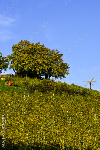 Obraz na płótnie Weingut Stöckl Peter, Schilcher Weinstrasse, Deutschlandsberg, w salonie