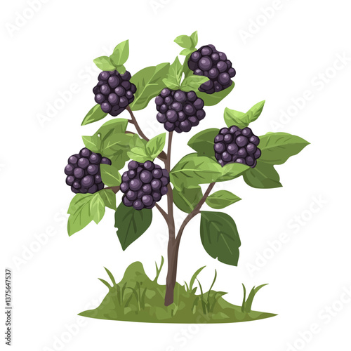 Flat vector blackberry bush, minimalist design, isolated on a white background.


