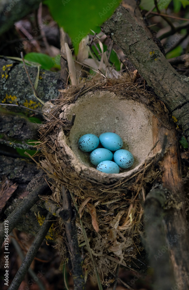 blue eggs of wild thrush bird in nest, forest nature background. bird eggs waiting to hatch. protection, help of birds in spring season, nesting period. save wild nature. soft focus blue eggs of wild thrush bird in nest, forest nature background. bird eggs waiting to hatch. protection, help of birds in spring season, nesting period. save wild nature. soft focus