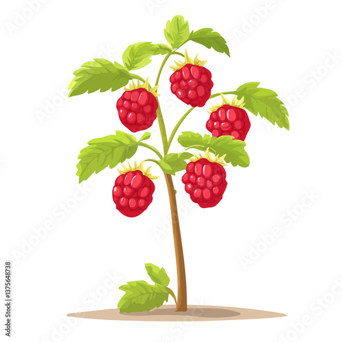 Flat vector raspberry bush, minimalist design, isolated on a white background.

