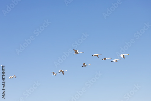 Valokuva flying swans, Japan