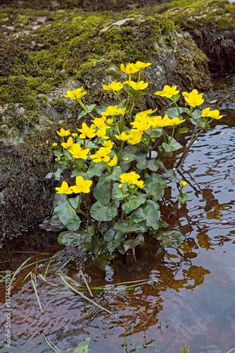 Wild marsh marigold (caltha palustris) flowers in spring. photo