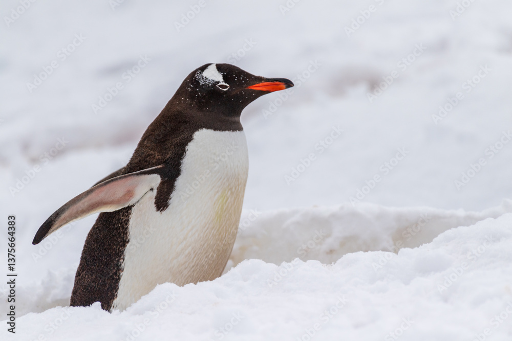 Obraz premium Close-up of a Gentoo Penguin -Pygoscelis papua- walking along a penguin highway in a snowy landscape of the colony at Danco island, on the Antarctic Peninsula