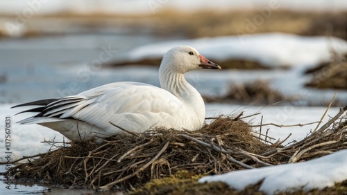 Save Arctic climate Save Arctic climate with snow geese nesting in diminishing wetlands, highlighting environmental protection and global warming issues. Environmental protection and global warming.