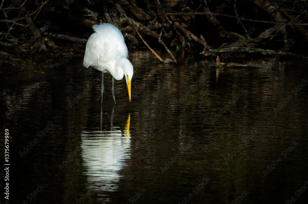 Great egret (Ardea alba) foraging in dark water, Venice Area Audubon Rookery, Florida, USA