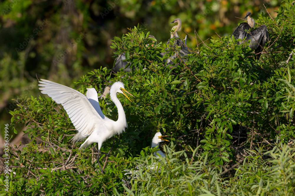 Great Egret (Ardea alba) displaying in nest, Florida, United States.