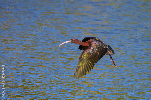 Glossy ibis (Plegadis falcinellus) flying over water, Venice Area Audubon Rookery, Florida, USA.