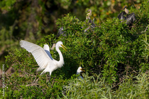 Obraz na płótnie Great Egret (Ardea alba) displaying in nest, Florida, United States. w salonie