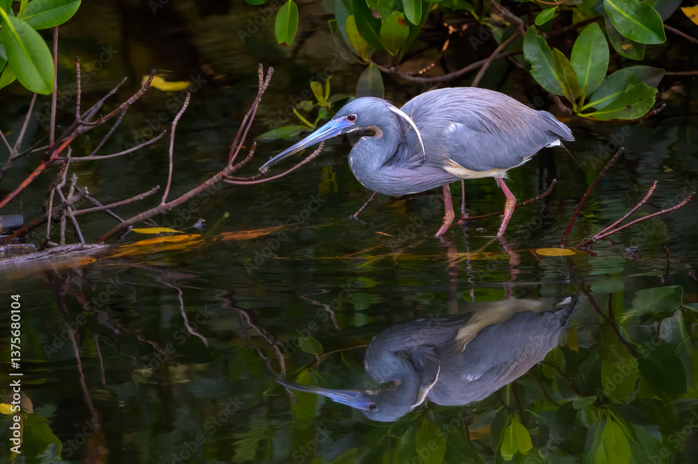 Tricolored Heron (Egretta tricolor) hunting in mangrove forest, Sanibel island, Florida, United States.