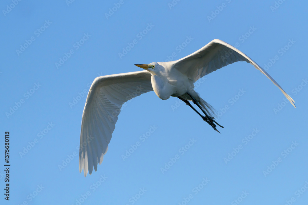 Great egret (Ardea alba) flying with blue sky, Venice Area Audubon Rookery, Florida, USA