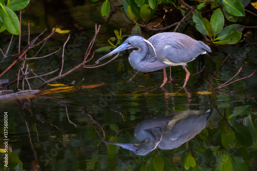 Obraz na płótnie Tricolored Heron (Egretta tricolor) hunting in mangrove forest, Sanibel island, Florida, United States. w salonie