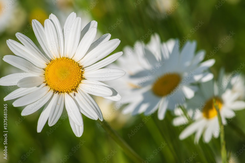 Daisy flowers in the meadow Daisy flowers in the meadow