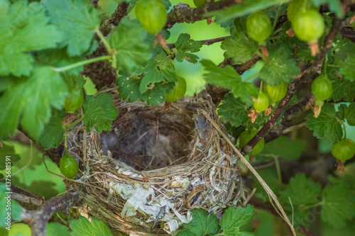 Closeup of the empty nest of a small bird in a green gooseberry bush