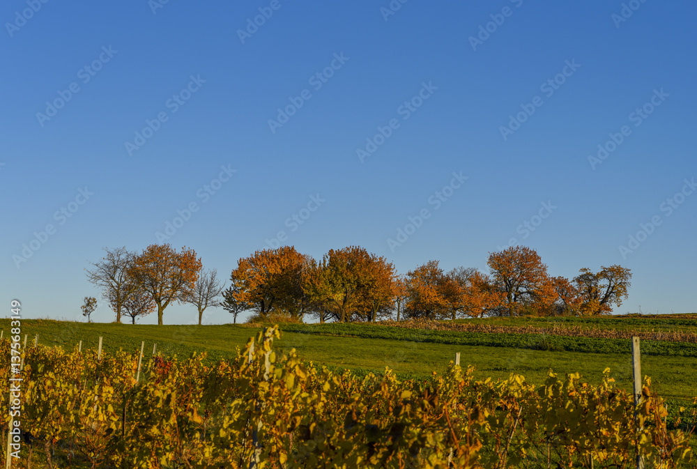Kirschbaum, Rosalia, Bucklige Welt, NIederösterreich, Österrei
