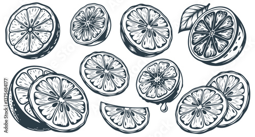 Vintage monochrome illustration set featuring lemons and oranges, whole, halved, sliced for cocktails, martinis and refreshing drinks
