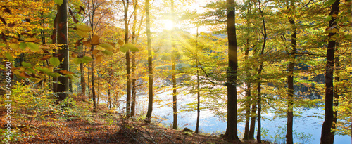Autumn landscape of sun with autumn trees and lake in soft light.