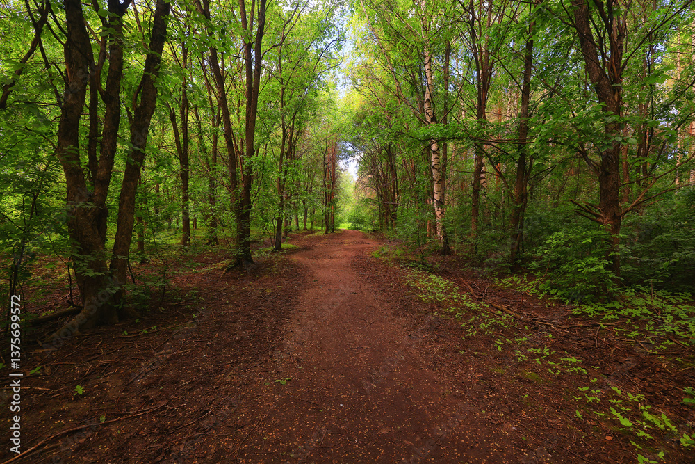 Fototapeta premium spring green forest, abstract nature background, landscape