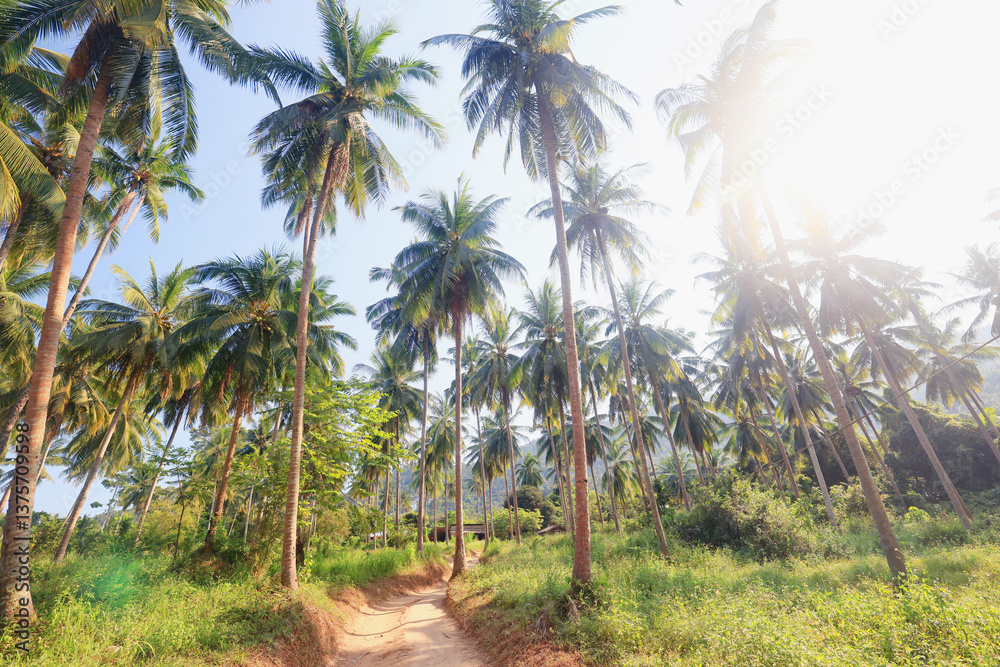 Coconut palms against the sky, tropical summer landscape, view from a southern vacation on the island Coconut palms against the sky, tropical summer landscape, view from a southern vacation on the island