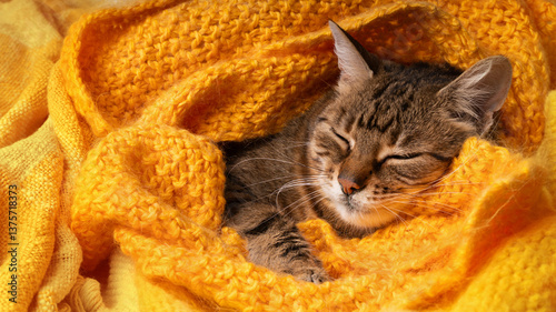 Peaceful tabby brown cat heating under yellow plaid. Indoor animals hygge lifestyle.