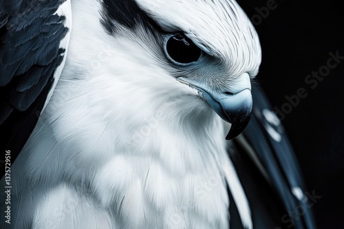 Bird of Prey: Closeup of Swallow Tailed Kite with Beautiful Feathers