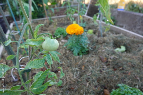 Canvastavla Green tomato plant plant growing on plantation in farm