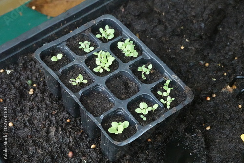 young lettuce plants sprouting in seedlings in a greenhouse